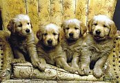 Kölykök golden retriever