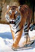 Szibériai tigris