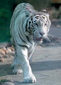 A fehér tigris