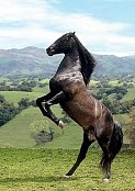 A fekete ló