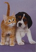 Beagle és a cica