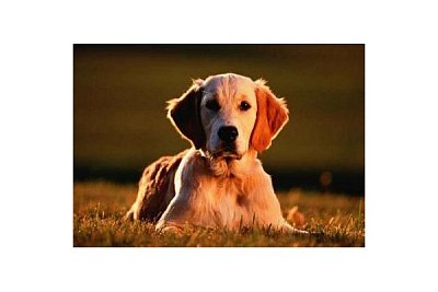 Golden retriever
