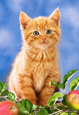 Kitten almával