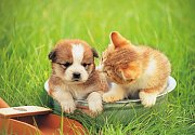 Puppy és a cica