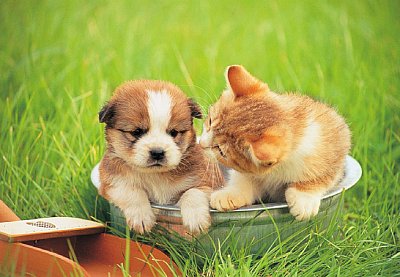 Puppy és a cica