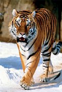Szibériai tigris