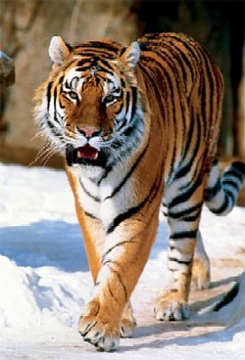 Szibériai tigris