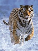 Tiger a hóban