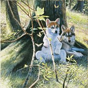 Wolves tavasz