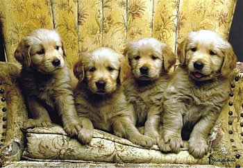 Kölykök golden retriever